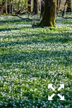 View of a woodland carpeted with Anemone nemorosa in Spring - April