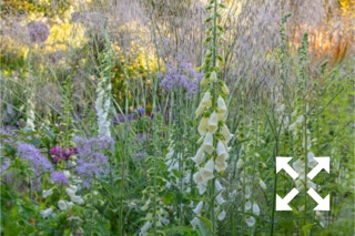 Digitalis purpurea forma albiflora flowering with Stipa gigantea in Bates Green Garden border in Summer - June