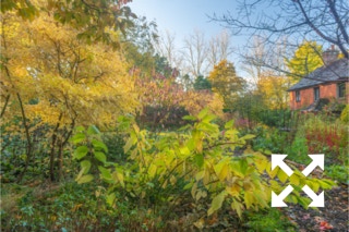 View of deciduous trees and shrubs in Bates Green Garden in Autumn - November