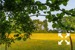View of Ranunculus acris flowering in Bates Green wildflower meadow through leaves of Tilia x europaea in Summer - May