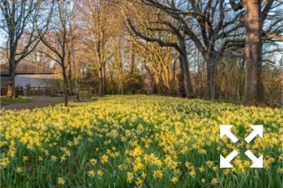 Wild daffodils 'Narcissus pseudonarcissus' in Millenium Avenue at Bates Green Garden in Spring