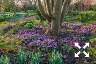 Cyclamen coum flowering around the base of a tree in Bates Green Garden in early Spring - February