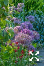 Allium cristophii flowering with Erysimum cheiri in Bates Green Garden border in Summer - May