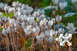 Cyclamen hederifolium forma albiflorum flowering at Bates Green Garden in Autumn - September