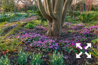 Cyclamen coum flowering around the base of a tree in Bates Green Garden in early Spring - February