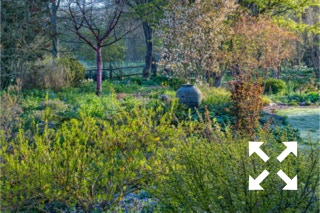 View of Bates Green Garden borders with young foliage of deciduous shrubs in Spring - April