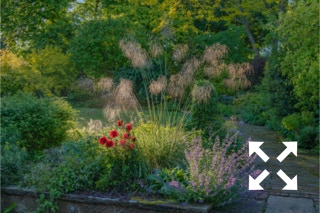 Stipa gigantea flowering with Nepeta 'Six Hills Giant' and Papaver orientale in Bates Green Garden border in Summer - June