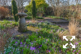 Crocus tomasinianus and Galanthus nivalis flowering in Bates Green Garden border in early Spring - February