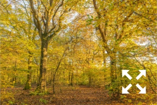 View of  a mixed woodland of Beech, Oak and Birch trees in Bates Green Garden in Autumn - November