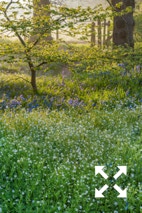 Stellaria nemorum flowering in Bates Green Garden in Spring - April