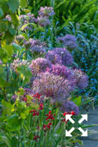 Allium cristophii flowering with Erysimum cheiri in Bates Green Garden border in Summer - May