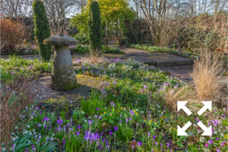 Crocus tomasinianus and Galanthus nivalis flowering in Bates Green Garden border in early Spring - February