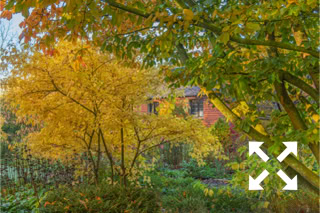 View of deciduous trees and shrubs in Bates Green Garden in Autumn - November