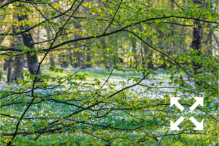 New growth of young leaves of Fagus sylvatica in Spring - April