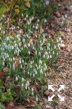 Drifts of Galanthus nivalis flowering in Bates Green Garden in Spring - February
