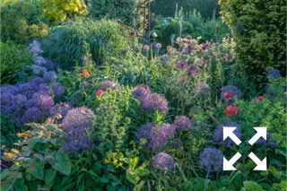 Allium christophii and Allium giganteum flowering together in Bates Green Garden border in Summer - June