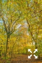 View of  a mixed woodland of Beech, Oak and Birch trees in Bates Green Garden in Autumn - November