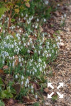 Drifts of Galanthus nivalis flowering in Bates Green Garden in Spring - February