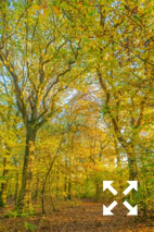 View of  a mixed woodland of Beech, Oak and Birch trees in Bates Green Garden in Autumn - November