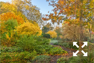 View of deciduous trees and shrubs in Bates Green Garden in Autumn - November