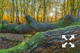 View of a fallen tree trunk in a mixed woodland of Beech, Oak and Birch trees at Bates Green Garden in Autumn - November