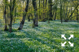 View of a woodland carpeted with Anemone nemorosa in Spring - April