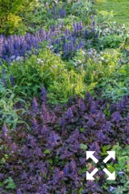 Ajuga reptans 'Atropurpurea' flowering in a Spring border at Bates Green Garden - April