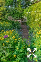 Chelidonium majus flowering in Bates Green Garden in early Summer - May