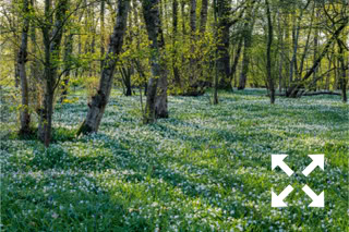 View of a woodland carpeted with Anemone nemorosa in Spring - April