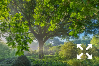 View of a vintage Quercus robur in Bates Green Garden in Summer - June
