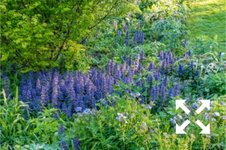 Ajuga reptans 'Catlin's Giant' flowering in Bates Green Garden in Spring - April