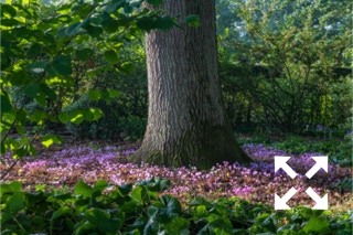 Cyclamen hederifolium flowering around the base of an Oak Tree at Bates Green Garden in Autumn - September