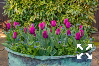 Tulipa 'Purple Prince' flowering with forget me nots in a large container at Bates Green Garden in Spring - April