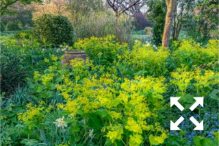 View of Smyrnium perfoliatum flowering in Bates Green Garden border in Spring - April