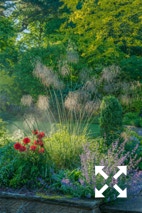 Stipa gigantea flowering with Nepeta 'Six Hills Giant' and Papaver orientale in Bates Green Garden border in Summer - June