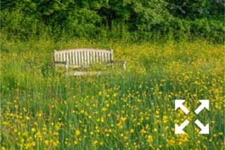 View of Ranunculus acris flowering in Bates Green wildflower meadow with a wooden bench in Summer - May