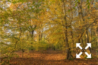 View of  a mixed woodland of Beech, Oak and Birch trees in Bates Green Garden in Autumn - November