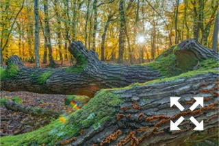 View of a fallen tree trunk in a mixed woodland of Beech, Oak and Birch trees at Bates Green Garden in Autumn - November